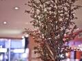 Radisson Martinique On Broadway 图片 19