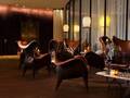 Renaissance Hotel 57 图片 5