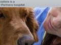 Bluepearl Veterinary Partners 图片 1