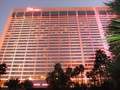 Flamingo photo 6