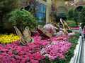 Bellagio photo 5