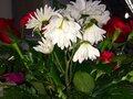 La Salle Flowers photo 2