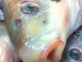 Isaacson & Stein Fish Co. 图片 4