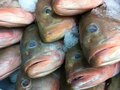 Isaacson & Stein Fish Co. 图片 1