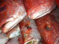 Isaacson & Stein Fish Co. 图片 7
