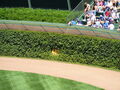 Wrigley Field photo 3