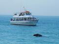 Davey’s Locker Sportfishing & Whale Watching photo 1