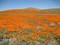 California Poppy State Natural Reserve photo 1