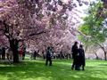 布鲁克林植物园 - Brooklyn Botanic Garden 图片 1
