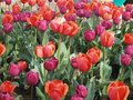 斯卡吉特谷郁金香节 - Skagit Valley Tulip Festival 图片 1