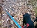 Mailman's Pet Service photo 1