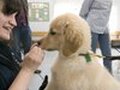 Fresh Pond Animal Hospital photo 1
