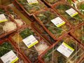 Keeaumoku Supermarket 图片 1