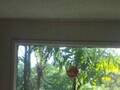 Makiki Heights Drive photo 10