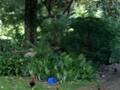 Makiki Heights Drive photo 6