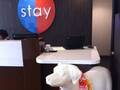 Stay Hotel Waikiki photo 14