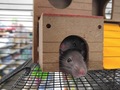 USA-PETS - USA-PETS国际宠物运输 图片 15