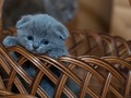 USA-PETS - USA-PETS国际宠物运输 图片 2