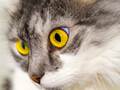 USA-PETS - USA-PETS国际宠物运输 图片 9