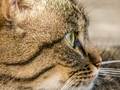 USA-PETS - USA-PETS国际宠物运输 图片 10