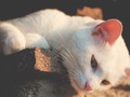 USA-PETS - USA-PETS国际宠物运输 图片 17