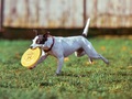 USA-PETS - USA-PETS国际宠物运输 图片 7
