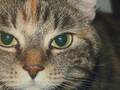 USA-PETS - USA-PETS国际宠物运输 图片 5