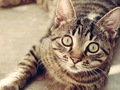 USA-PETS - USA-PETS国际宠物运输 图片 19