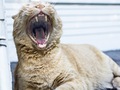 USA-PETS - USA-PETS国际宠物运输 图片 6