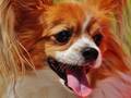 USA-PETS - USA-PETS国际宠物运输 图片 20