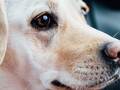 USA-PETS - USA-PETS国际宠物运输 图片 14