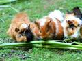 USA-PETS - USA-PETS国际宠物运输 图片 18