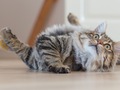 USA-PETS - USA-PETS国际宠物运输 图片 4