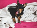 USA-PETS - USA-PETS国际宠物运输 图片 3