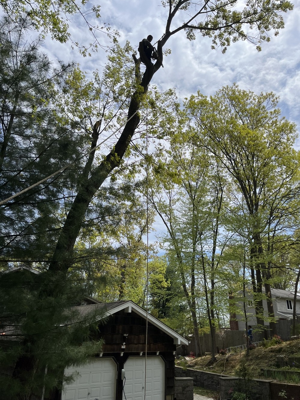百安居园林管理公司提供专业园林管理,砍伐枯树病树,砍树刨根,草坪自动喷水器维修安装 photo 1