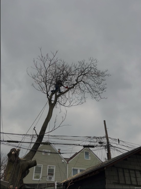 康州艺美砍树公司 – 砍树刨除树根，建围墙围栏，露台走道，石砖铺路，水泥车道，外墙翻新修漏 CT photo 10