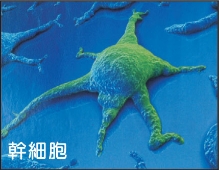 林顯利醫學‧牙醫雙博士 图片 7