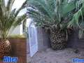 Pineapple Lawn Service photo 2