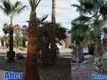 Pineapple Lawn Service photo 3