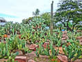 Cactus Gardens photo 2