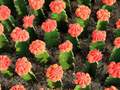 Cactus Gardens