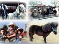 艾咪农场 - Amy's Farm photo 1