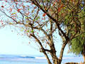 纳帕利海岸州立公园 - Na Pali Coast State Park photo 1