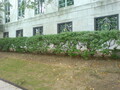 沙特阿拉伯大使馆 - Embassy of Saudi Arabia 图片 1