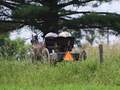 阿米什人村庄 - Amish Village photo 4