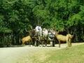 阿米什人村庄 - Amish Village photo 3