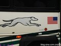 Greyhound photo 2