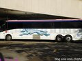 Greyhound photo 6