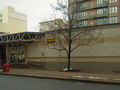 Greyhound photo 7