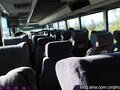 Greyhound photo 3